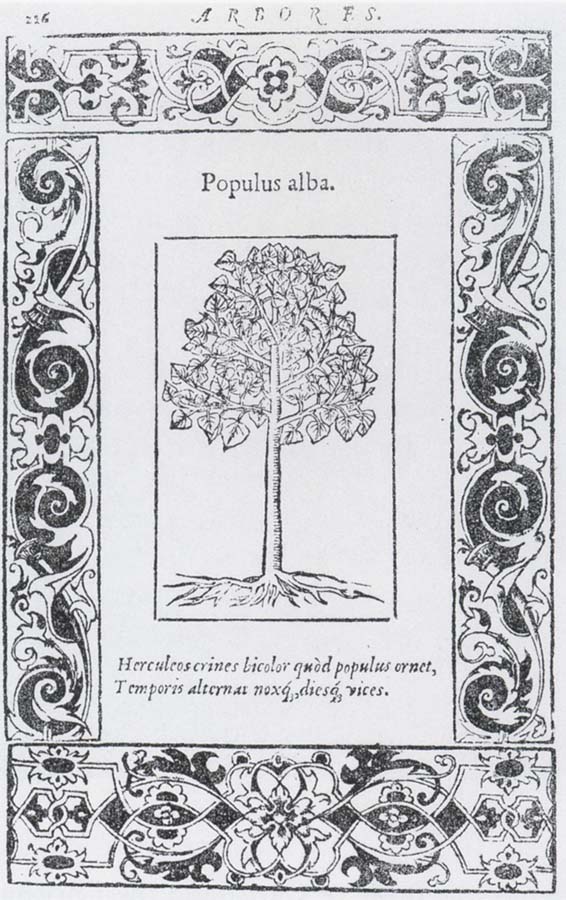 Populus alba